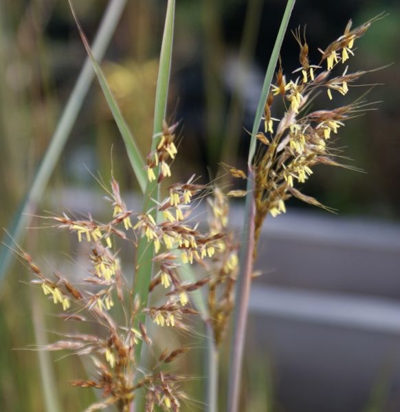 Goldbartgras Sioux Blue (Sorghastrum nutans Sioux Blue)