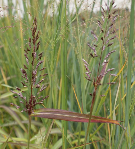 Zottenraugras (Spodiopogon sibiricus West Lake)