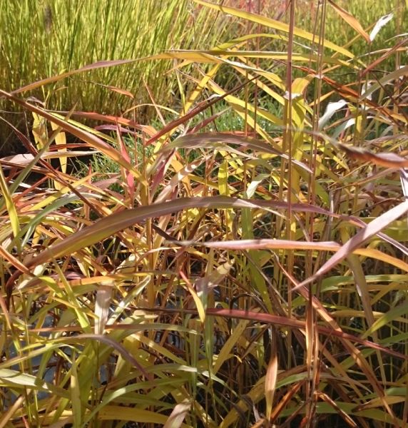 Zottenraugras (Spodiopogon sibiricus West Lake)