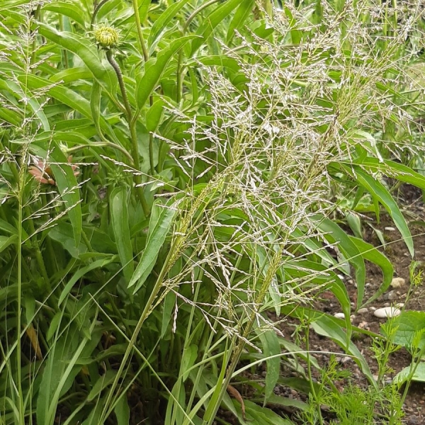 Großes Tautropfen-Gras (Sporobolus airoides)