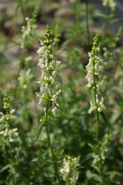 Aufrechter Ziest (Stachys recta)