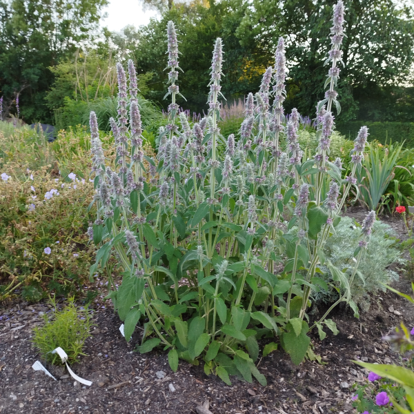 Deutscher Ziest (Stachys germanica)