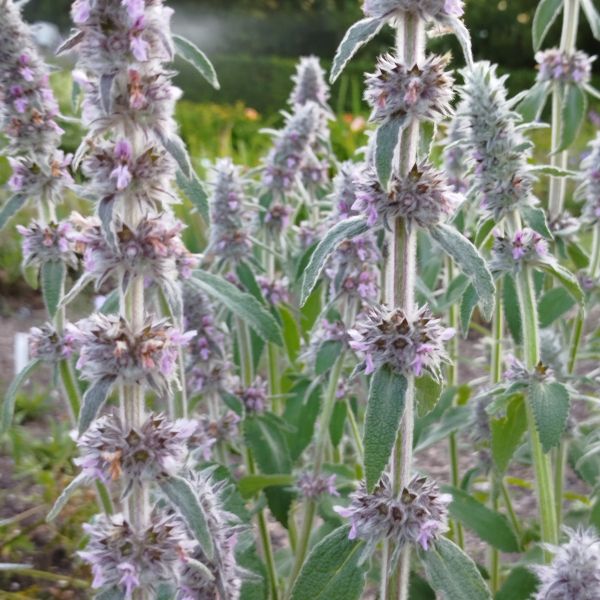 Deutscher Ziest (Stachys germanica)