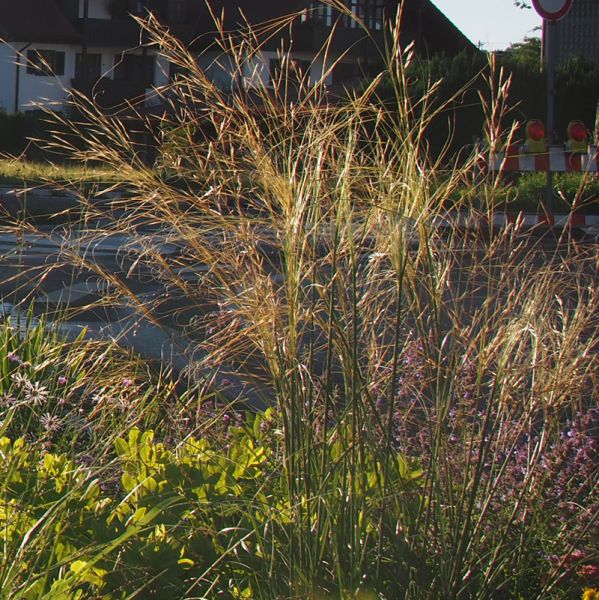Büschel-Haargras (Stipa capillata)