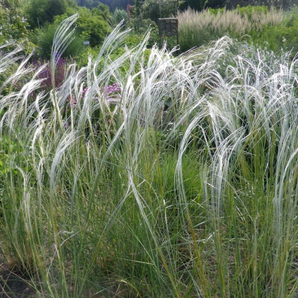 Flausch-Federgras (Stipa pennata)