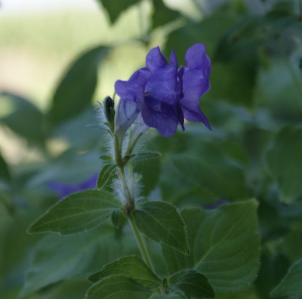 Otternkopf Blue Carpet (Strobilanthes attenuatus Blue Carpet)