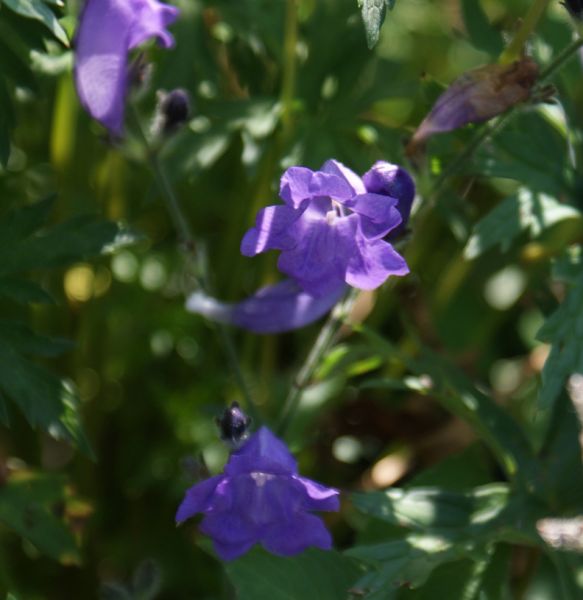 Otternkopf (Strobilanthes urticifolia)