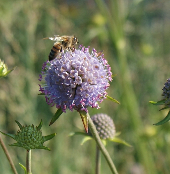 Teufelsabbiss Nana (Succisa pratensis Nana)