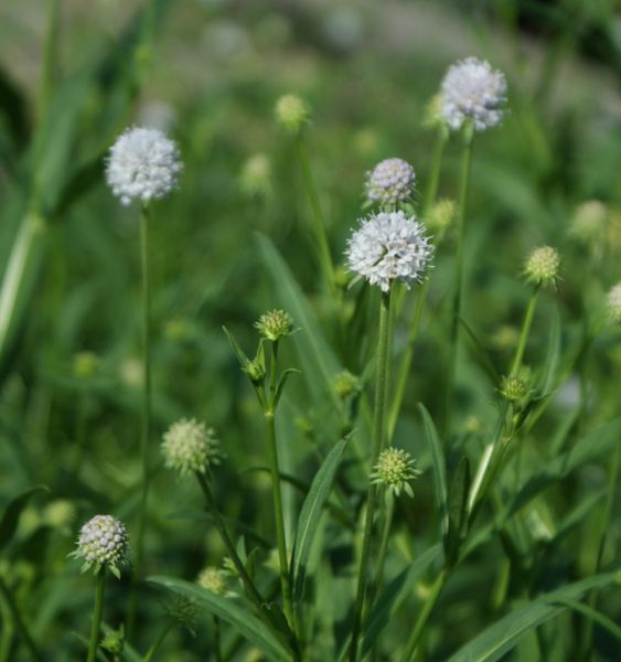 Moorabbiss Frosted Pearls (Succisella inflexa Frosted Pearls)