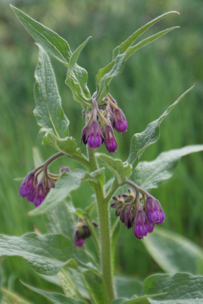 Echter Beinwell (Symphytum officinale)
