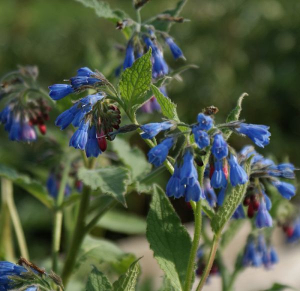 Beinwell Pagels Blau (Symphytum peregrinum Pagels Blau)