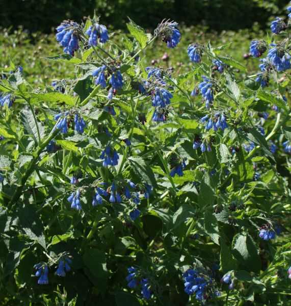Beinwell Pagels Blau (Symphytum peregrinum Pagels Blau)