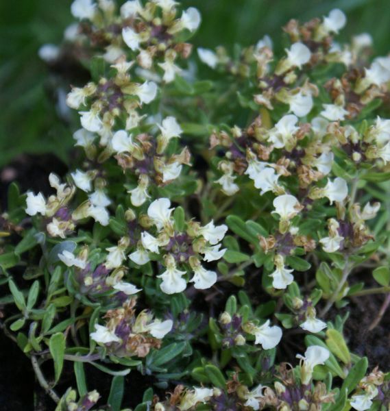 Berg-Gamander (Teucrium montanum)