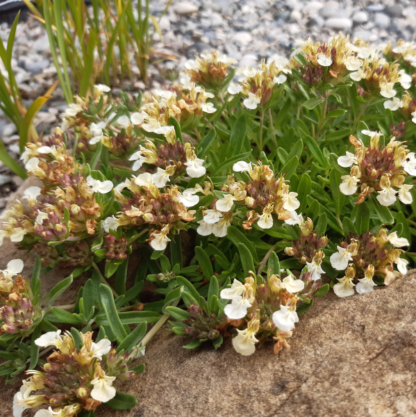 Berg-Gamander (Teucrium montanum)