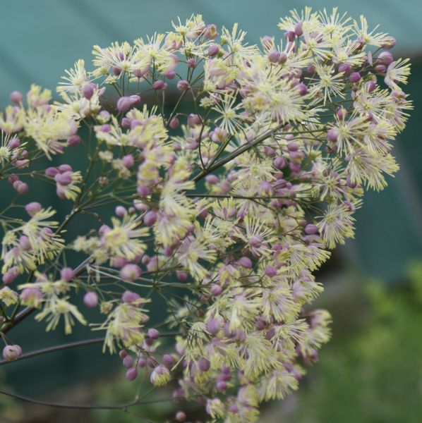 Wiesenraute Elin (Thalictrum rochbrunianum x flavum Elin)