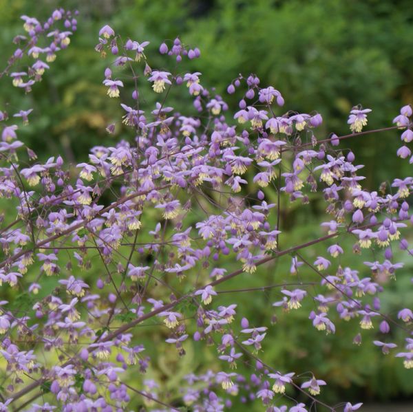 Wiesenraute (Thalictrum delavayi, Thalictrum dipterocarpum)