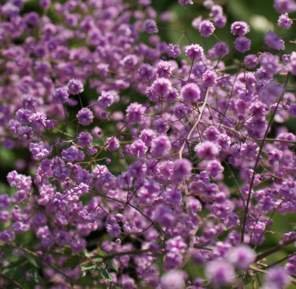 Gefüllte Wiesenraute Hewitts Double (Thalictrum delavayi Hewitts Double)