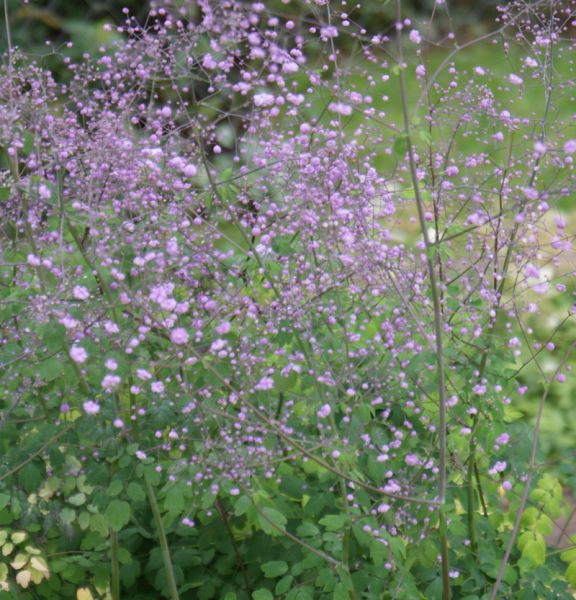 Gefüllte Wiesenraute Hewitts Double (Thalictrum delavayi Hewitts Double)