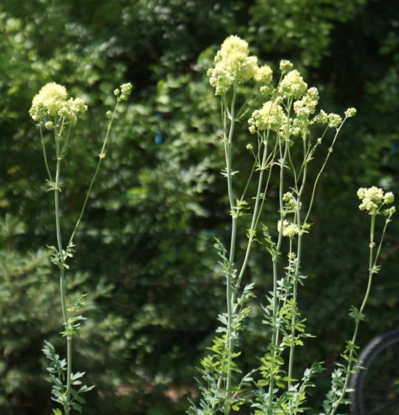 Blaugrüne Gelbe Wiesenraute (Thalictrum flavum ssp. glaucum)