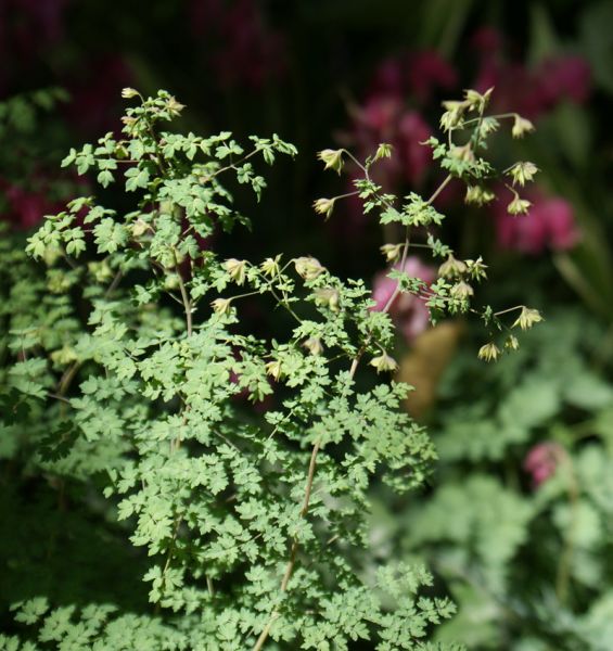 Wiesenraute (Thalictrum isopyroides)