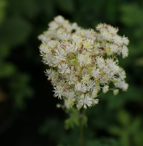 Wiesenraute (Thalictrum polygamum, Thalictrum pubescens)