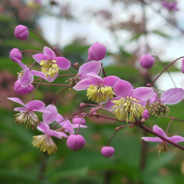 Prächtige Wiesenraute (Thalictrum rochbrunianum)