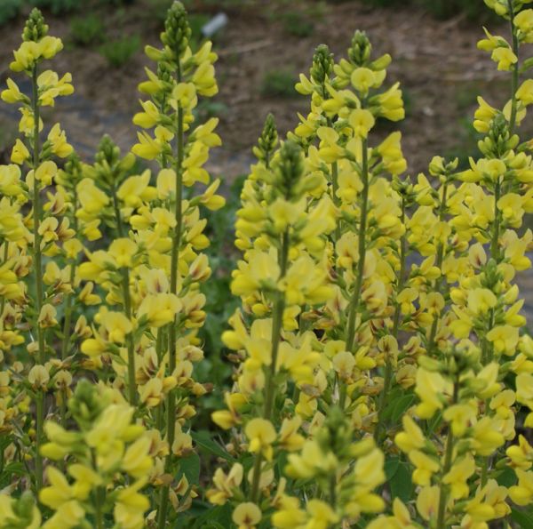 Fuchsbohne, Goldlupine (Thermopsis lanceolata)