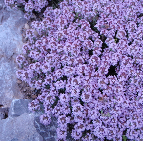 Thymian Compactum (Thymus vulgaris)