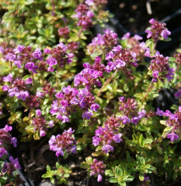 Zitronen-Thymian Creeping Lemon (Thymus citriodorus)