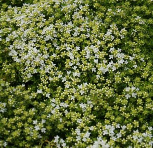 Weißer Sand-Thymian Albus (Thymus serpyllum)