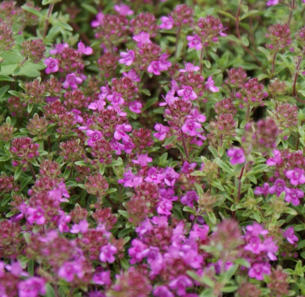 Sand-Thymian Purple Beauty (Thymus serpyllum)