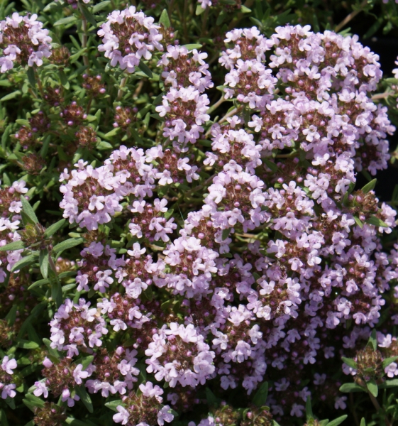 Thymian Duftkissen (Thymus vulgaris Duftkissen)