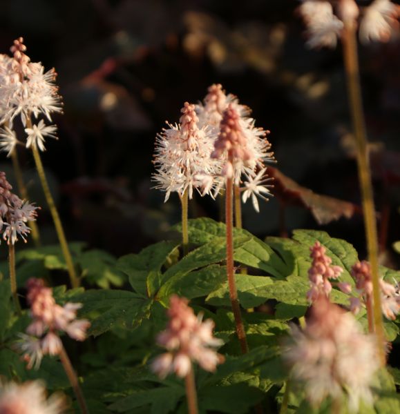 Schaumblüte Starburst (Tiarella hybr. Starburst)