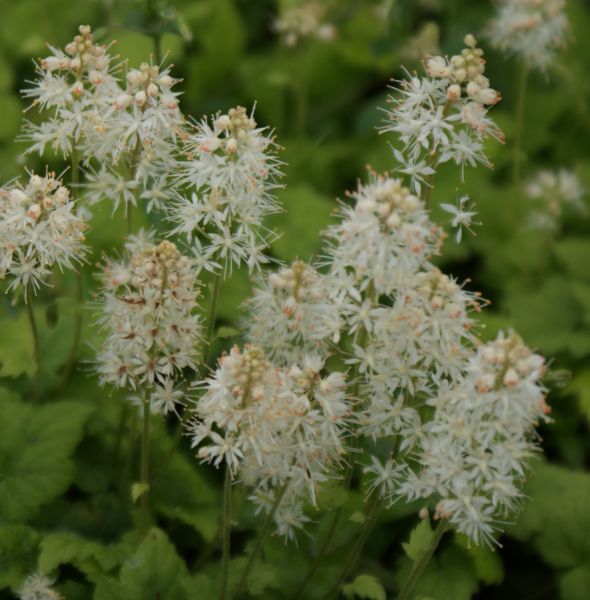 Schaumblüte Moorgrün (Tiarella cordifolia Moorgrün)