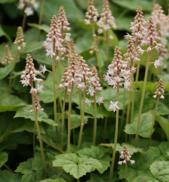 Schaumblüte (Tiarella wherryi)