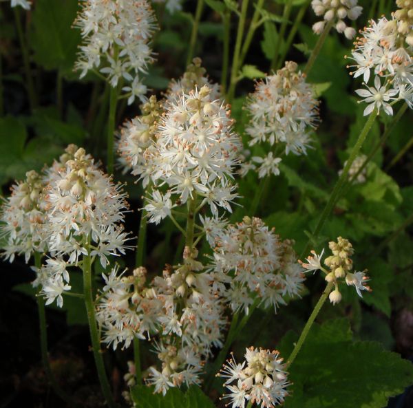 Schaumblüte (Tiarella cordifolia)