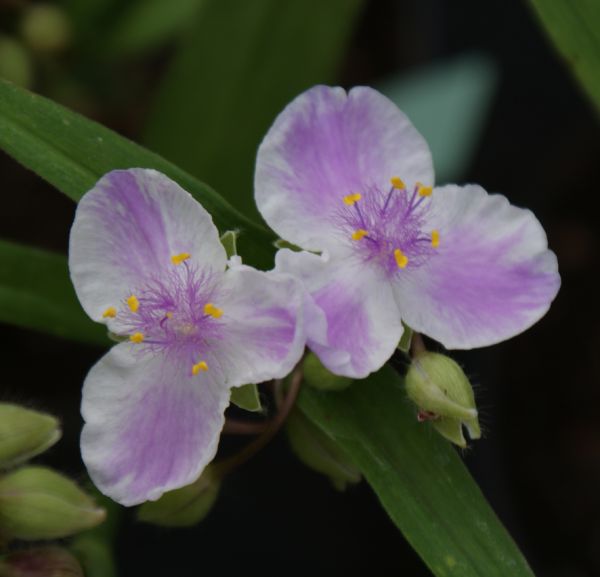 Dreimasterblume Pink Chablis (Tradescantia x andersoniana Pink Chablis)