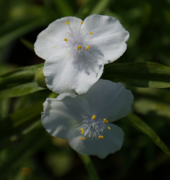 Dreimasterblume Gisela (Tradescantia x andersoniana Gisela)