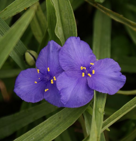 Dreimasterblume Leonora (Tradescantia x andersoniana Leonora)