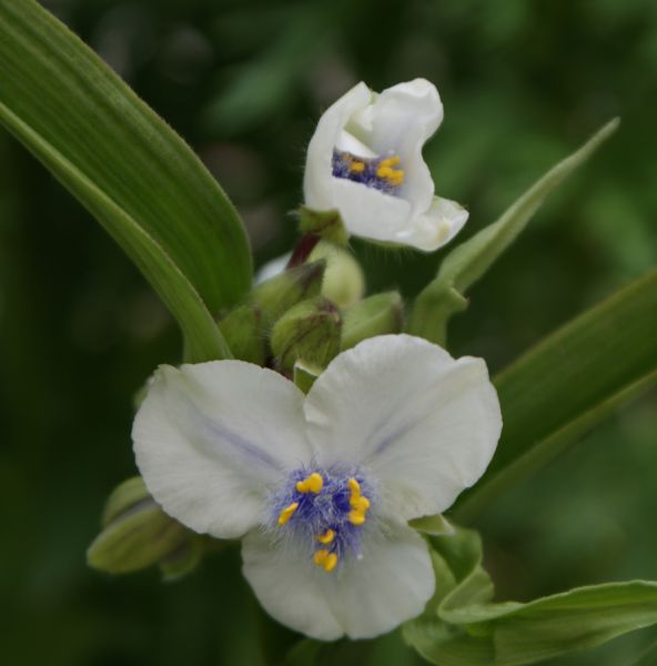 Dreimasterblume Osprey (Tradescantia x andersoniana Osprey)