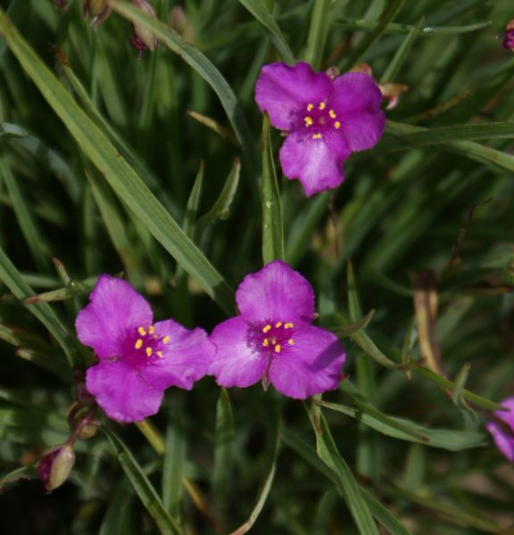 Dreimasterblume Satin Doll (Tradescantia x andersoniana Satin Doll)