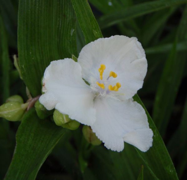 Dreimasterblume Innocence (Tradescantia x andersoniana Innocence)