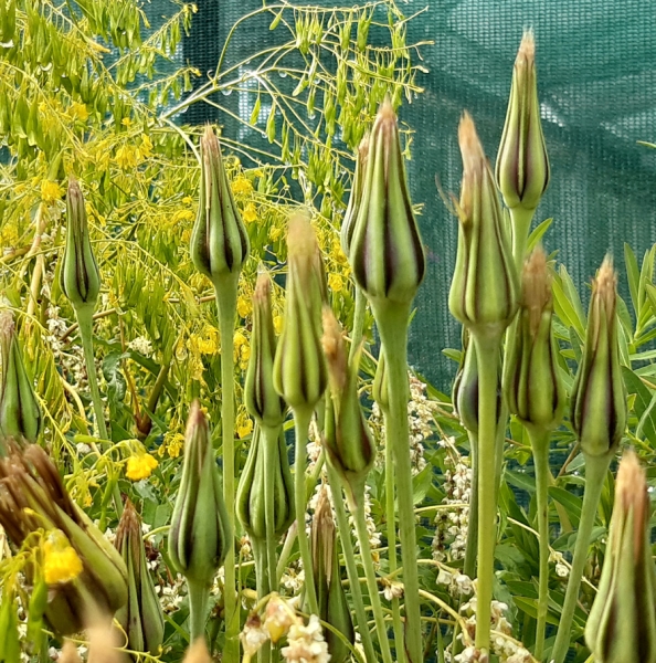 Wiesen-Bocksbart (Tragopogon pratensis)