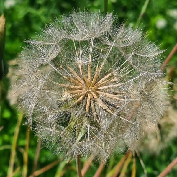 Wiesen-Bocksbart (Tragopogon pratensis)