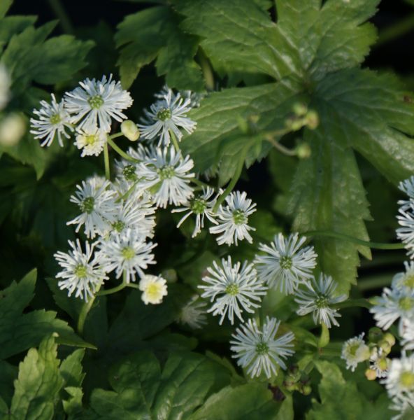 Waldraute (Trautvetteria caroliniensis)