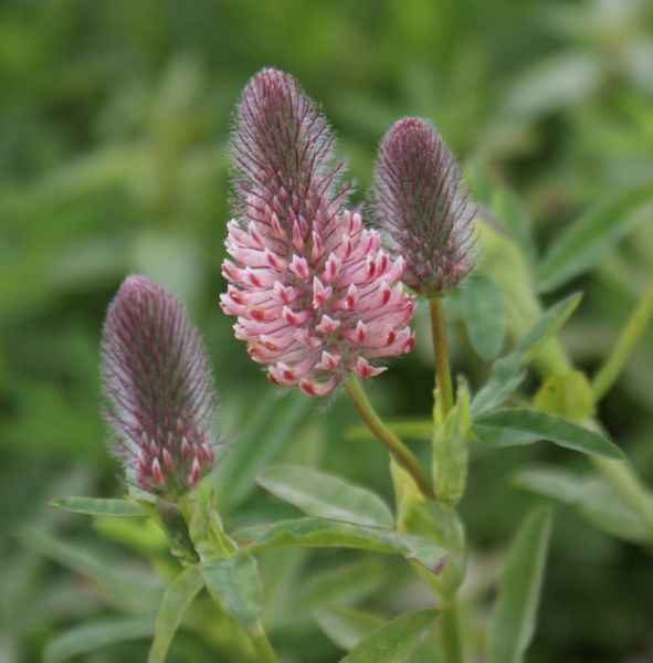 Purpurklee Peachy Pink (Trifolium rubens Peachy Pink)