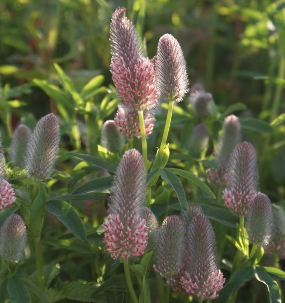 Purpurklee Peachy Pink (Trifolium rubens Peachy Pink)