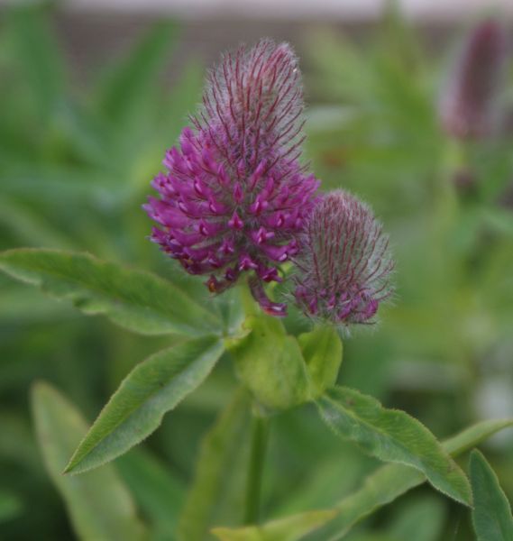 Purpurklee (Trifolium rubens)