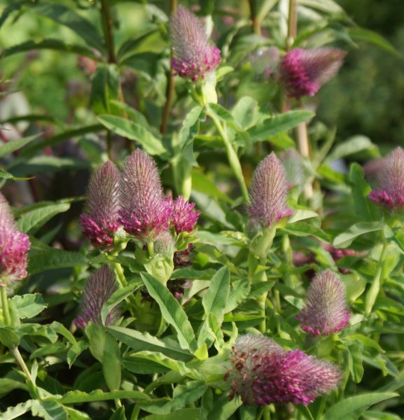 Purpurklee (Trifolium rubens)