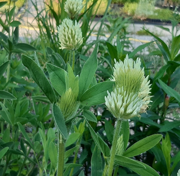 Blassgelber Klee (Trifolium ochroleucum)